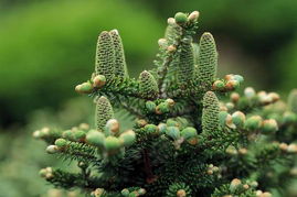 染后 还得堪松树的健康状况