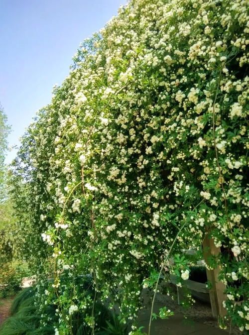 常见藤本花卉——蔷薇