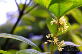 桂花开，树苗壮——桂花树苗种植全攻略