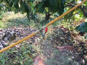 水分：树木的“滋润之源”