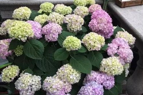 石竹花能否在下雨天淋雨？
