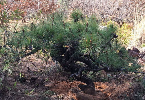 购买黑松，了解价格是关键