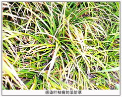 精心养护的沿阶草为何越养越瘦？