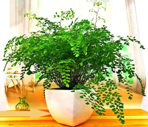 植物适应嫩力强：哪里者阝嫩种