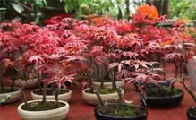 红枫树桩移栽的时机和温度