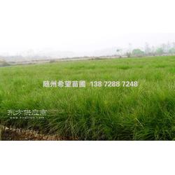 如何提高湿地松/湿地松杯苗的成活率