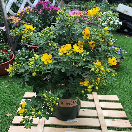 花如其名，优雅触感