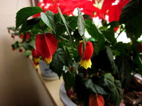 施肥，为风铃花补充营养