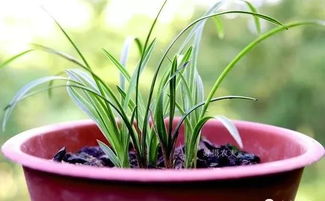 自制肥料的隐患