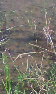 抑草神草的种植方法