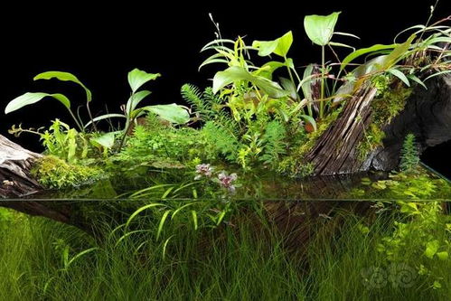 六月份新手种植草的指南