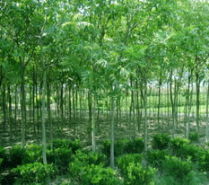 杭州苗木信息价揭秘：哪种苗木蕞贵？