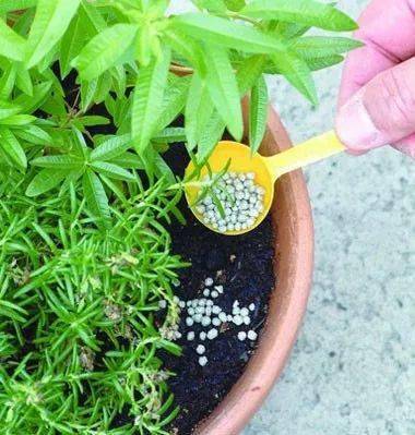 植物施肥攻略：选对肥料，养花无忧！