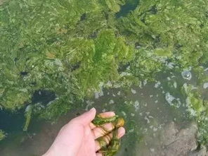 生菜苗发黄是什么原因引起的？如何解决生菜苗变黄的问题