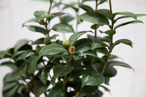 盆栽茶花枝条弯了是何原因导致
