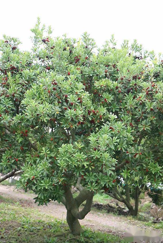 九月采摘，时机对不对？