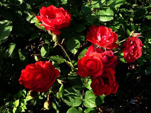 月季花， 多样的选择