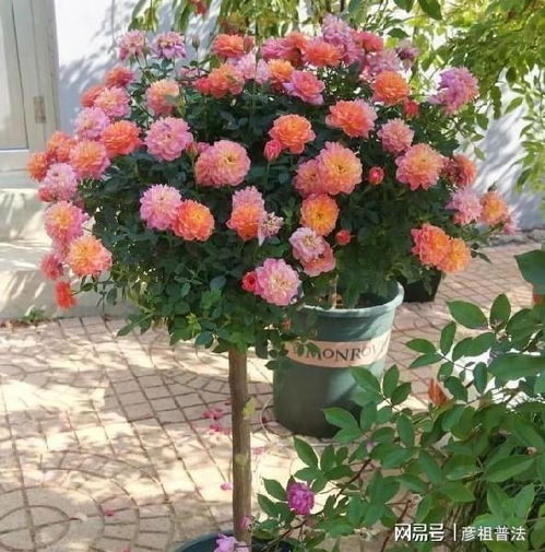 嫁接后期的管理