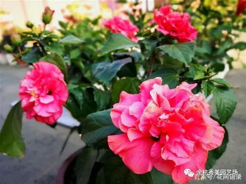 牡丹花四季常开吗？专业花匠揭秘