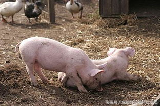 如何通过分阶段实用配方养猪自配料，既省钱又满足营养需求？