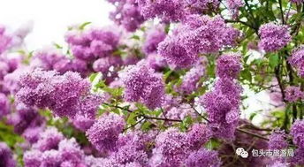 保留原生植被，既省养护费又美如画