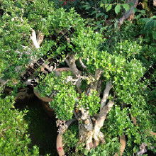 小叶黄杨冬青树苗， 庭院里的绿意盎然