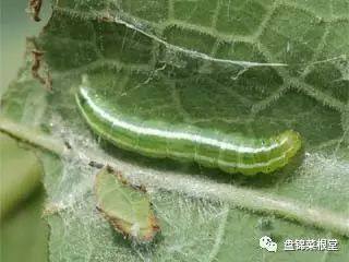 苦瓜常见病虫害有哪些及其防治方法
