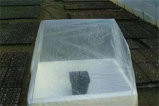 保暖透光，各有妙招