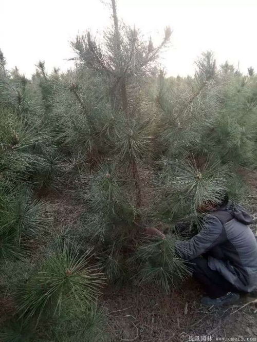 黑松的价格不一般