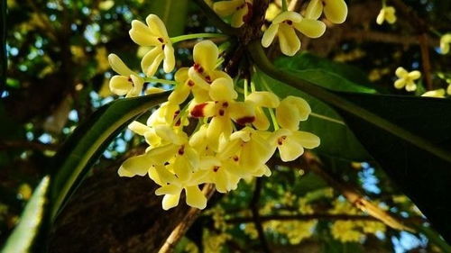 金桂的寿命， 较长