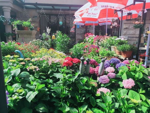 抖音四川盆栽苗种植基地短视频推荐