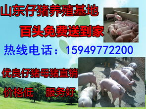 在哪个平台查询山东生猪报价比较准确呢？