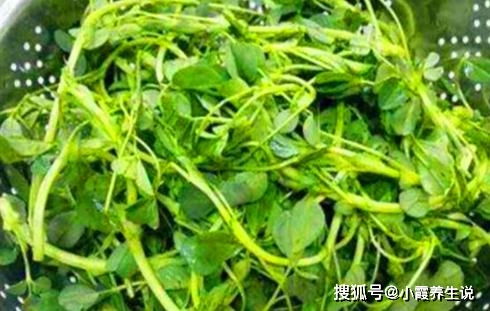 天门冬：润肺清热，养颜美容，花卉养生佳品