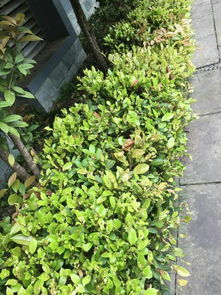 灌木的种植密度，你考虑过吗？