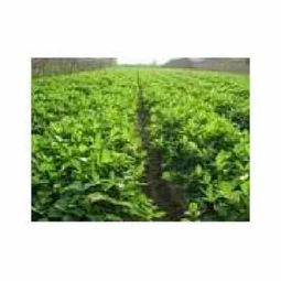 花生秧子， 绿油油的，营养满满的