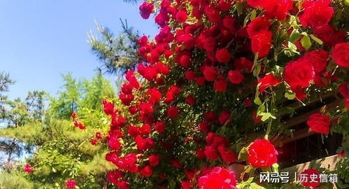 红木香花养殖全攻略：简单易行，轻松养出好风景！