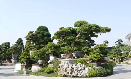 种植技巧，你get了吗？