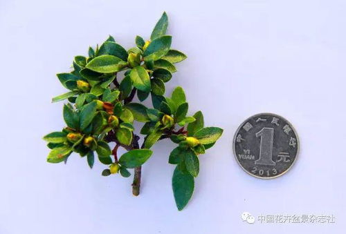 小节一:紫藤花的种植季节