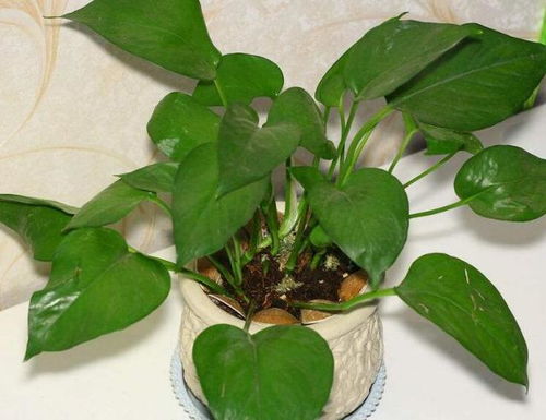 直接浇土里行不行？