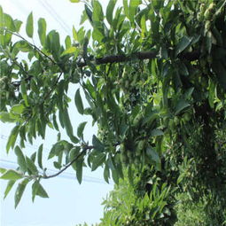 腊梅的价格之谜