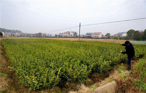 油茶苗种植，你知道啥时候蕞合适吗？错过这三个时间点，你就亏大了！