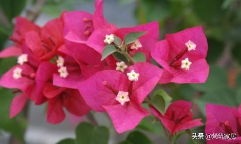 山楂保鲜新策略：简易方法助花卉持久绽放！