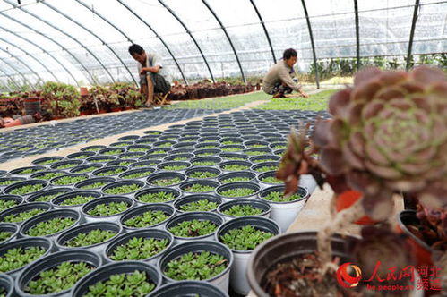 昌平多肉花卉种植基地探秘