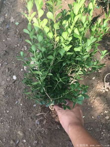 小叶黄杨种植方法，探讨如何培育健康、茂盛的园林植物