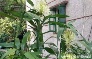 富贵竹如何养护才能绽放花朵？