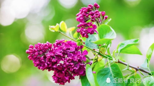 地栽丁香花怎么种？如何让花开得更艳