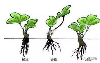 浇水时机与量的把握