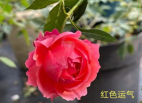 金井清的切花月季