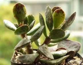 修剪要勤快，枯黄叶子要剪掉