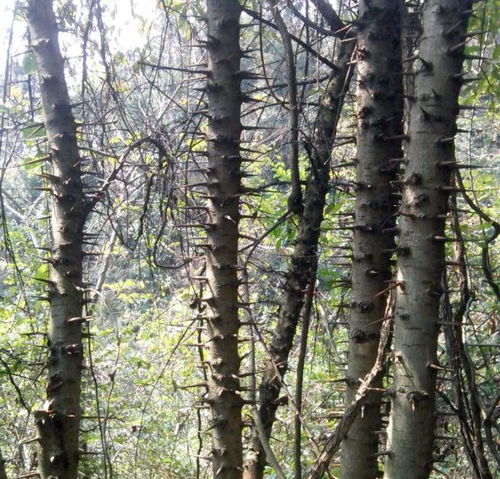 第三个：灰叶松